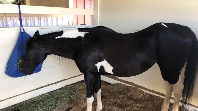 Black and white paint horse eating straw from a blue feeding bag in his barn