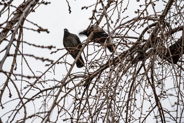 bird on branch