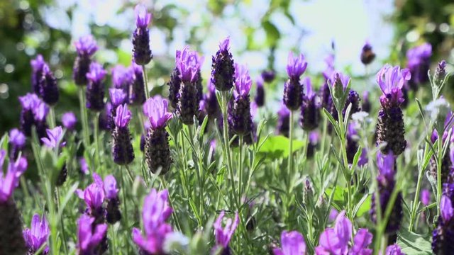 Purple Sage Flowers Close Up