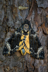 Lesser death's head hawkmoth - Acherontia styx, iconic hawkmoth from Asian forests and woodlands, China.