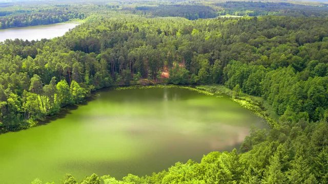 Aerial view of blooming algae in the lake in summer