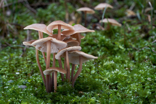Cluster of wild mushrooms Connopus acervatus growing in the spruce forest. Also known as Gymnopus acervatus. Edible mushroom, natural condition.
