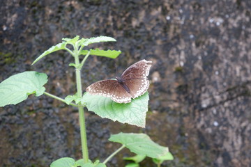 butterfly on leaf