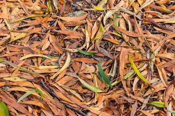 Fallen leaves on the ground. Brown and green leaves background. Autumn nature concept. Fall concept. Nature closeup. 