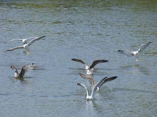 Gaviotas que inician el vuelo desde un lago artificial en el norte de Cataluña, España