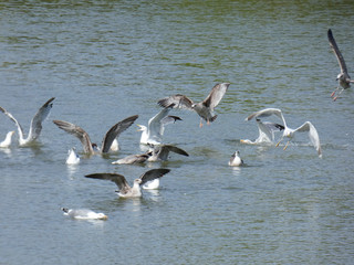 Gaviotas que inician el vuelo desde un lago artificial en el norte de Cataluña, España