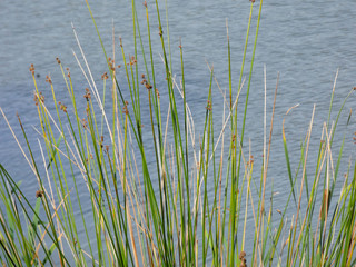Juncos al borde de un lago artificial