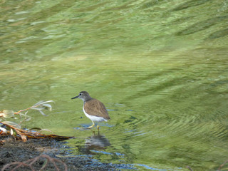 Pájaro sllvestre en un lago artificial en el norte de Cataluña, España