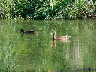 Patos y aves nadando en un recinto protegido para aves y fauna diversa en la Costa Brava