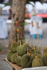 a durian fruit cactus green food