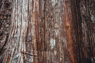 Inside the Rainforest: Hoh and Quinault national forest landscapes: the bark of some of the biggest douglas firs in the world
