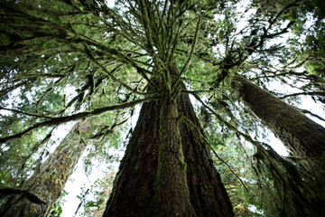 Inside the Rainforest: Hoh and Quinault national forest landscapes: the highest douglas firs in the world