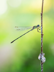 Willow Emerald Damselfly, Chalcolestes viridis. Profile.
