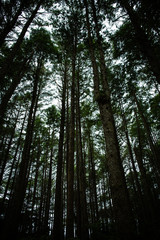 Obraz premium Inside the Rainforest: Hoh and Quinault national forest landscapes: scenic view from below of the highest spruces and douglas firs in the world