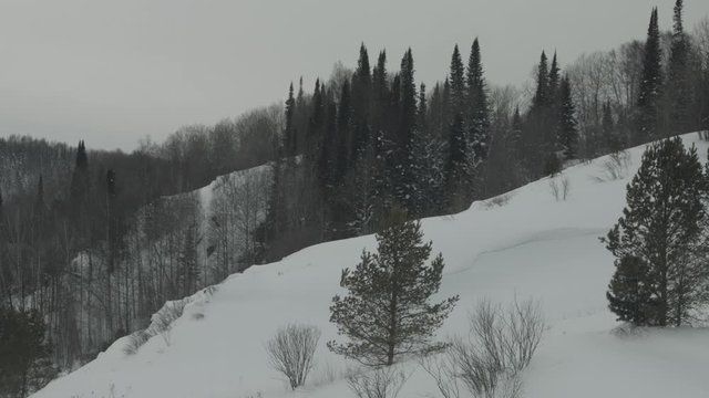 Panoramic view of the taiga forests of pine trees.Siberian taiga.Winter forest. Beautiful winter landscape of the Siberian region