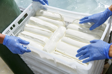 Hands in gloves packing fresh chilled mozzarella heads in a storage boxes on a cheese manufacturing...