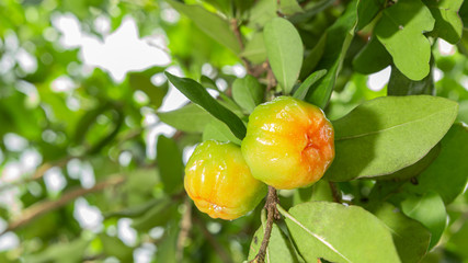 Cherry Thai or Acerola cherries fruit on the tree, high vitamin C and antioxidant fruits. Selective focus.