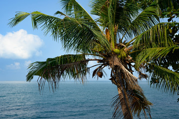 Fototapeta na wymiar Coconut tree on blue sea background