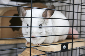 Obraz premium White chinchilla sitting in her cage. Cute fluffy home pet in the house.