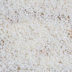rice on white background