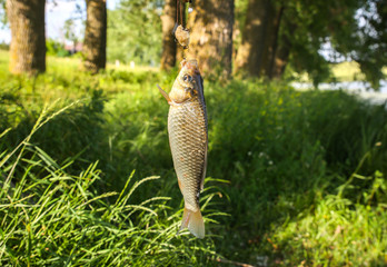 Caught fish in the nature. Fishing hobby. Green grass and trees outdoors.