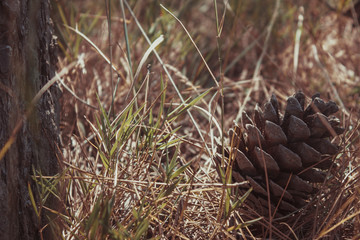 A bump close-up, lying in the grass under sunlight somewhere in the autumn forest