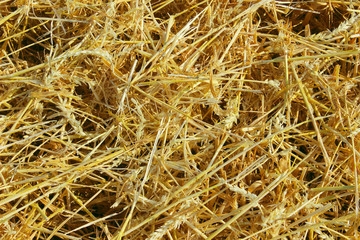Blurred image of mowed wheat on the field.Harvesting concept. Abstract nature texture background.