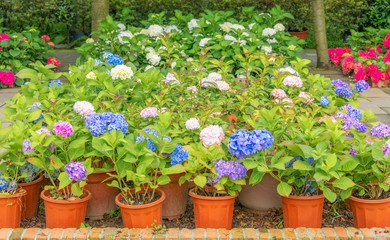 Close-up of colorful hydrangeas in the garden