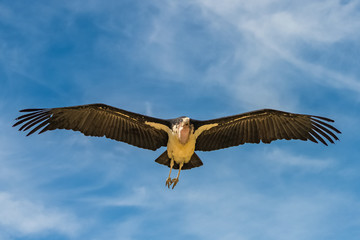 Marabou Stork flying in the Serengeti park in Tanzania, portrait