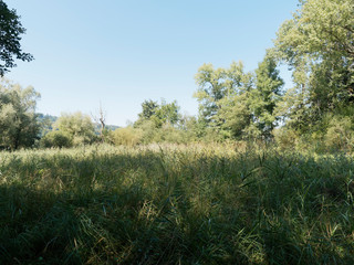 Obraz premium Schweizer Seenlandschaft - Rund um den Hallwilersee - Kanton Aargau - Naturschutzgebiet und biotop zwischen Mosen und Aesch 
