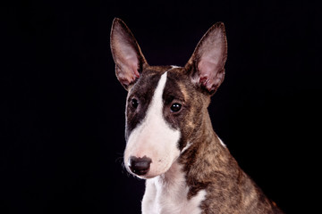 Dog breed mini bull terrier portrait on a black background