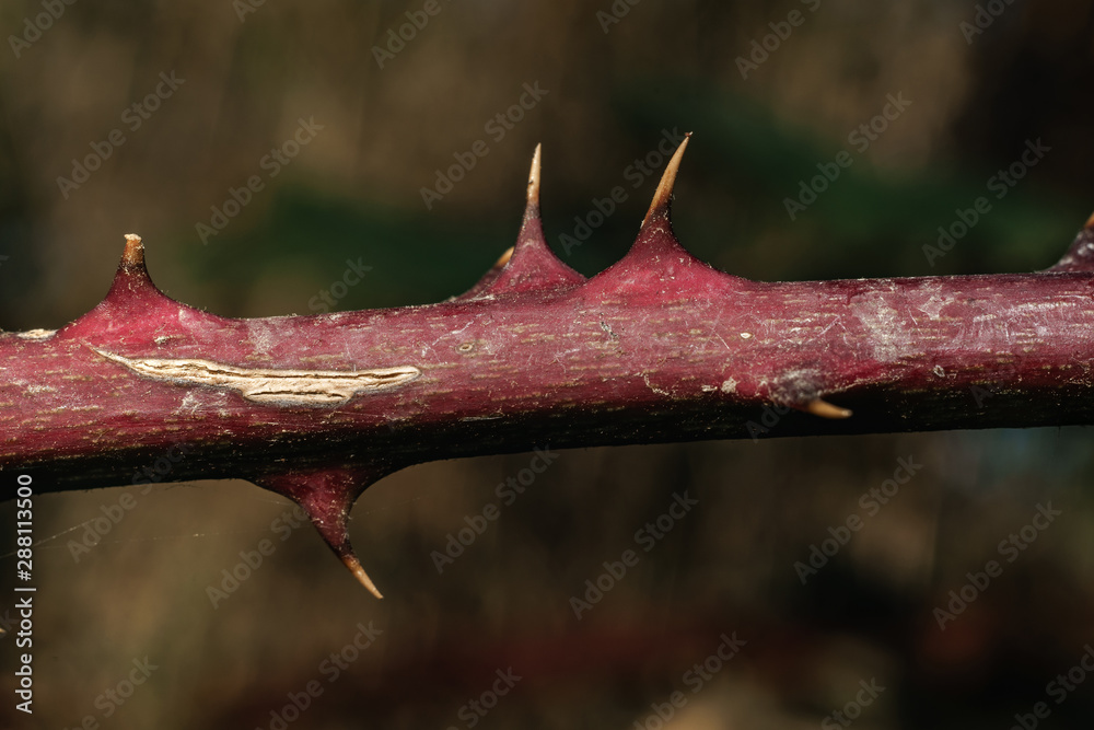 Poster close up thorn on a green background. macro view.
