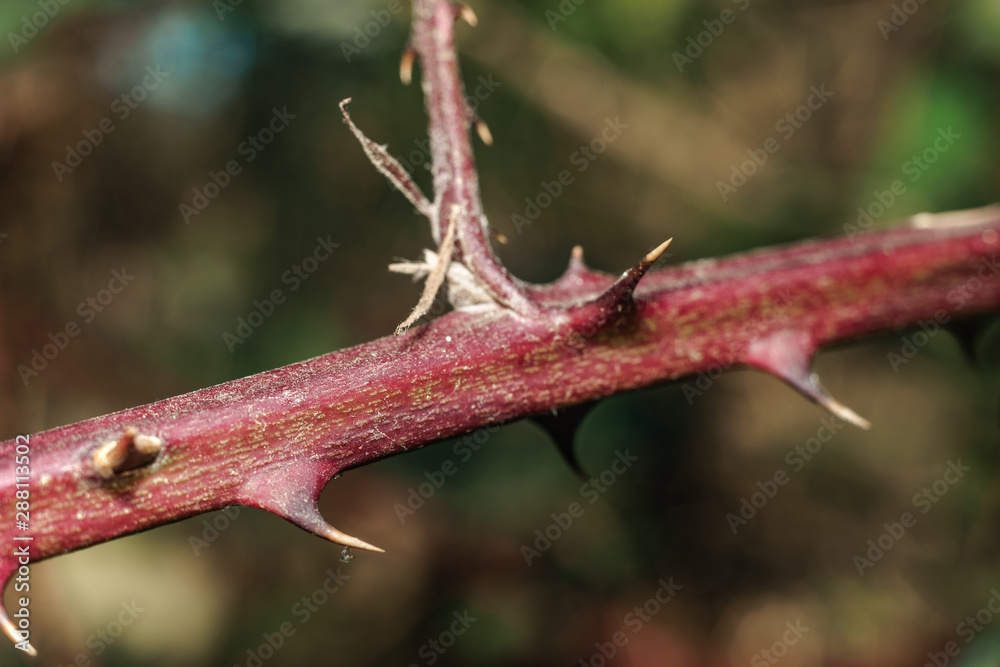 Poster close up thorn on a green background. macro view.