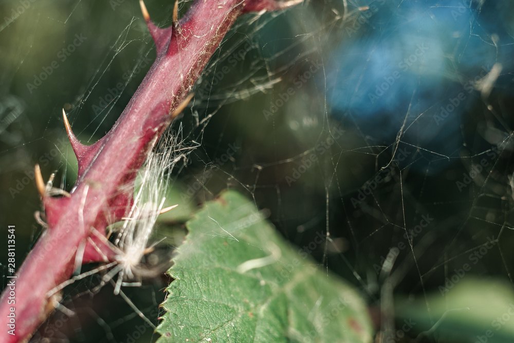 Poster close up thorn on a green background. macro view.
