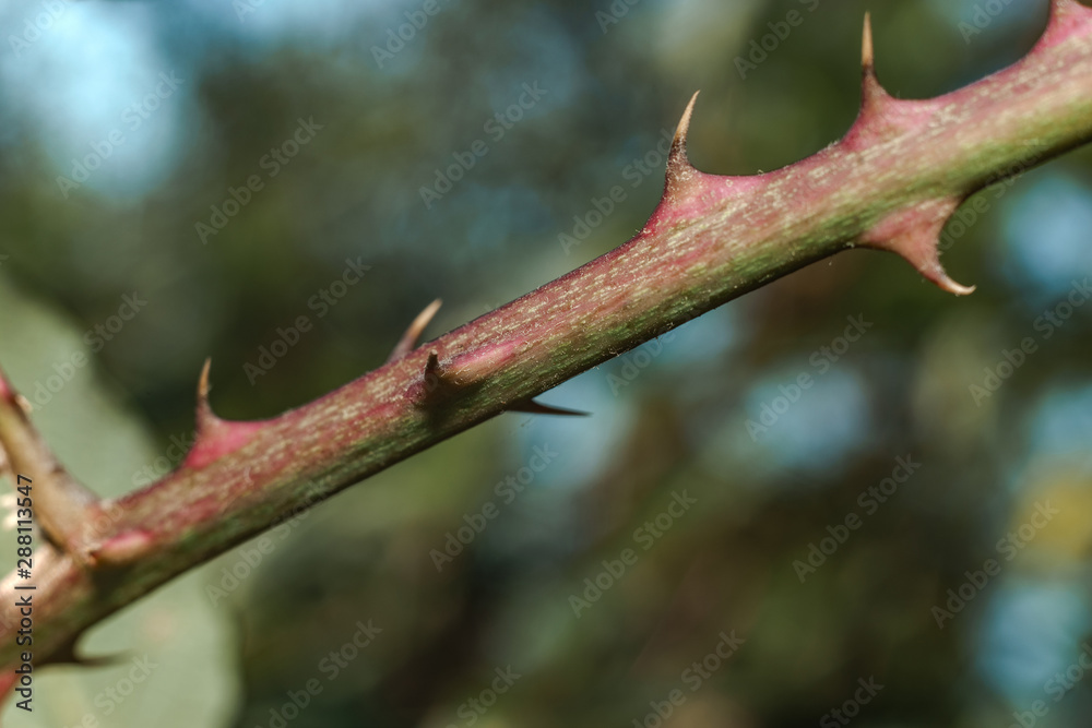Poster close up thorn on a green background. macro view.