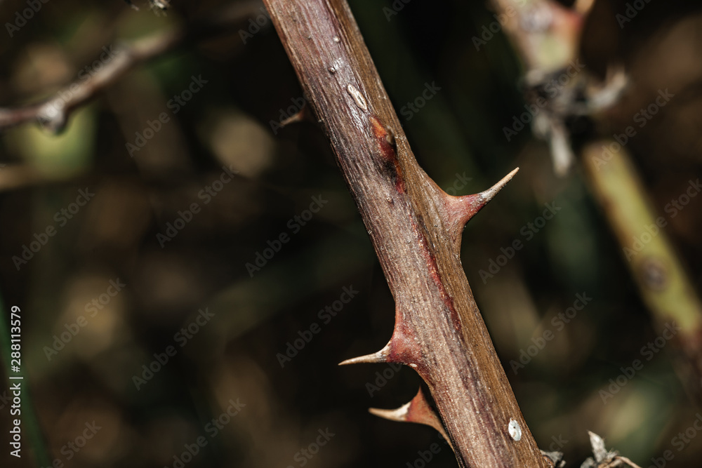Poster close up thorn on a green background. macro view.