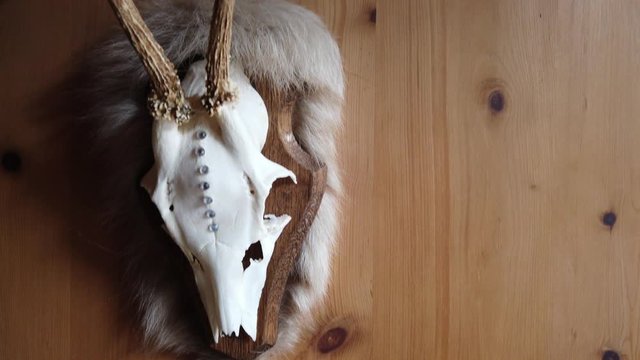 Room made entierly out of Wood with bedazzled Antler on Wall 4K