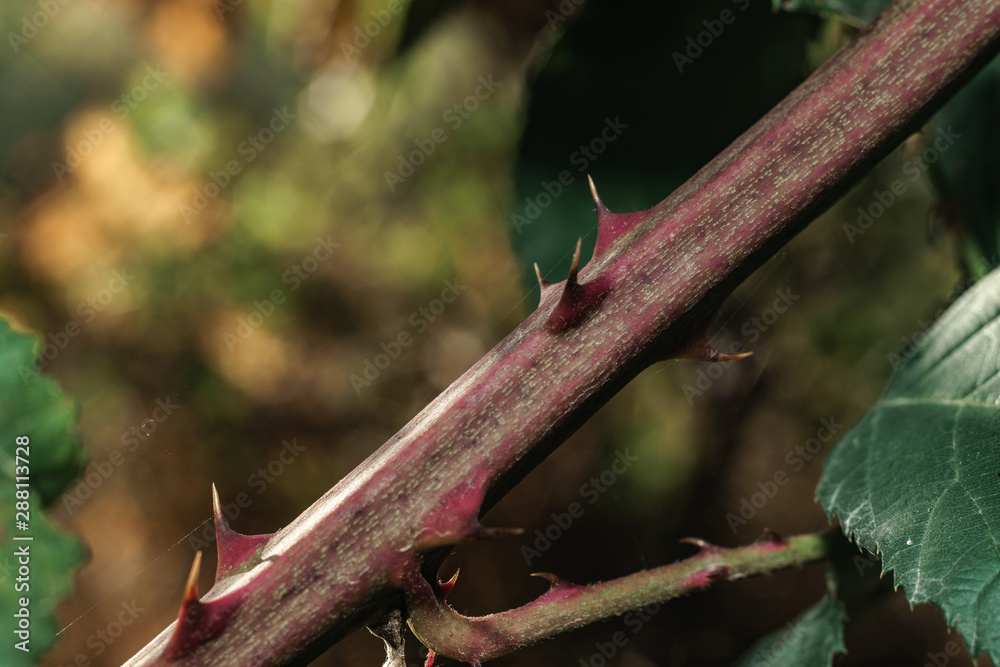 Poster Close up thorn on a green background. Macro view.