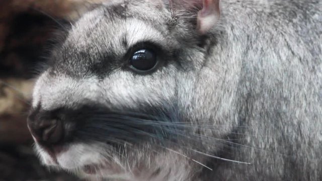 Close up of a Plains Viscacha (Lagostomus maximus) face with ist very recognizable horizontal stripes.