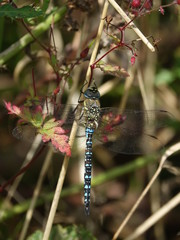 male migrant hawker dragonfly (Aeshna mixta)