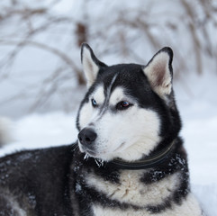 Dog  breed Siberian Husky portrait in winter forest
