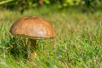 Brown tasty mushroom on a green grass meadow