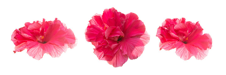 Set of several hibiscus flowers on a white isolated background. © Olga