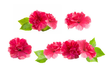 Set of several hibiscus flowers with leaves on a white isolated background.