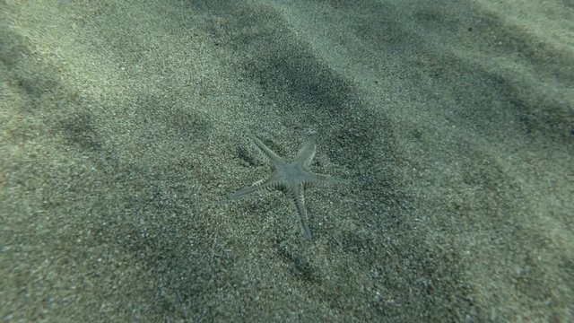 Sand Star quickly burrows in the sand, Real timing. Sand Sea Star or Sandy Starfish (Astropecten jonstoni) Underwater shot. Mediterranean Sea, Europe.