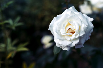 One white rose on dark green background