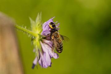 Nature