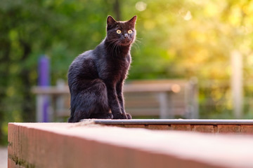 Curious black cat sitting on a red stone wall and watching in front of green trees in the evening light of summer