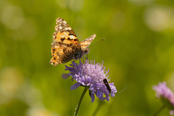 Nature