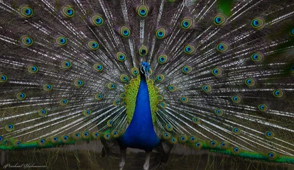 Fotobehang peacock with feathers © Prashant